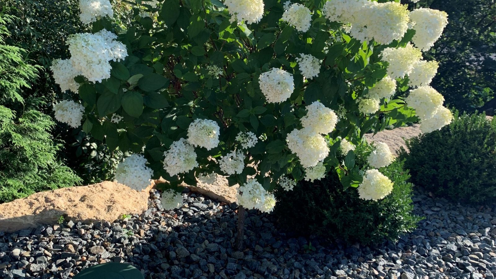 White hydrangea bush in full bloom, surrounded by dark gray gravel and greenery. Sunlight casts shadows.