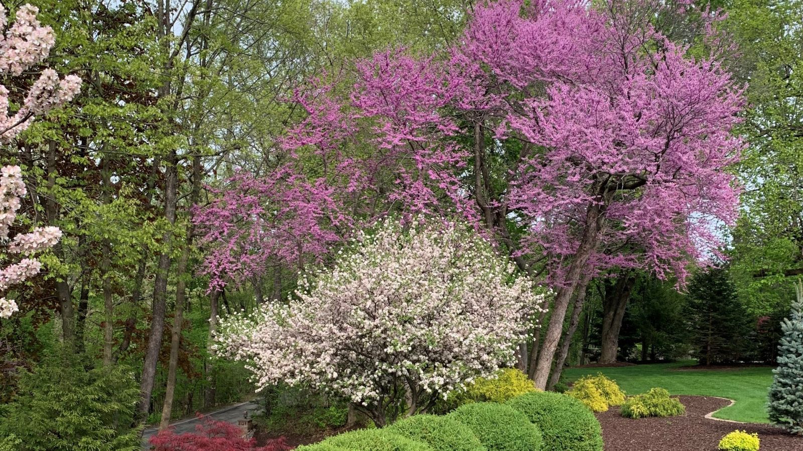 Trees with pink and white blossoms in a garden, surrounded by green foliage and shrubs, under a cloudy sky.