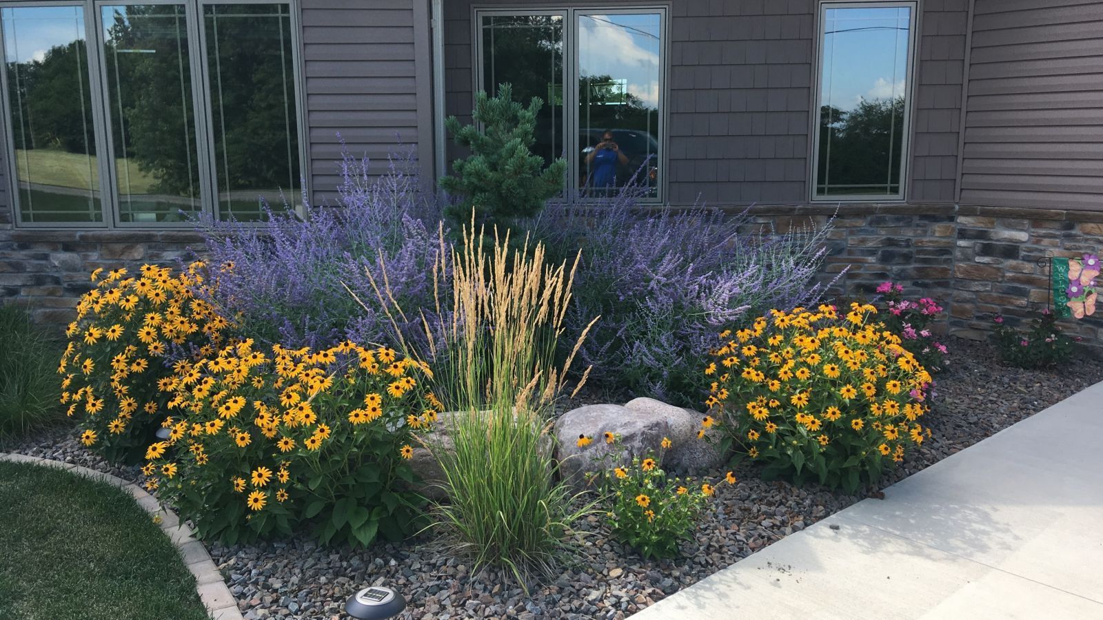 A colorful front yard garden with yellow and purple flowers, grasses, and rocks in front of a house with reflective windows.