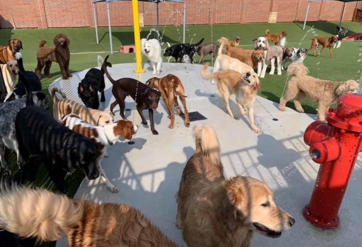 Legacy Dog Resort Gallery Frisco Texas Playcare Boarding