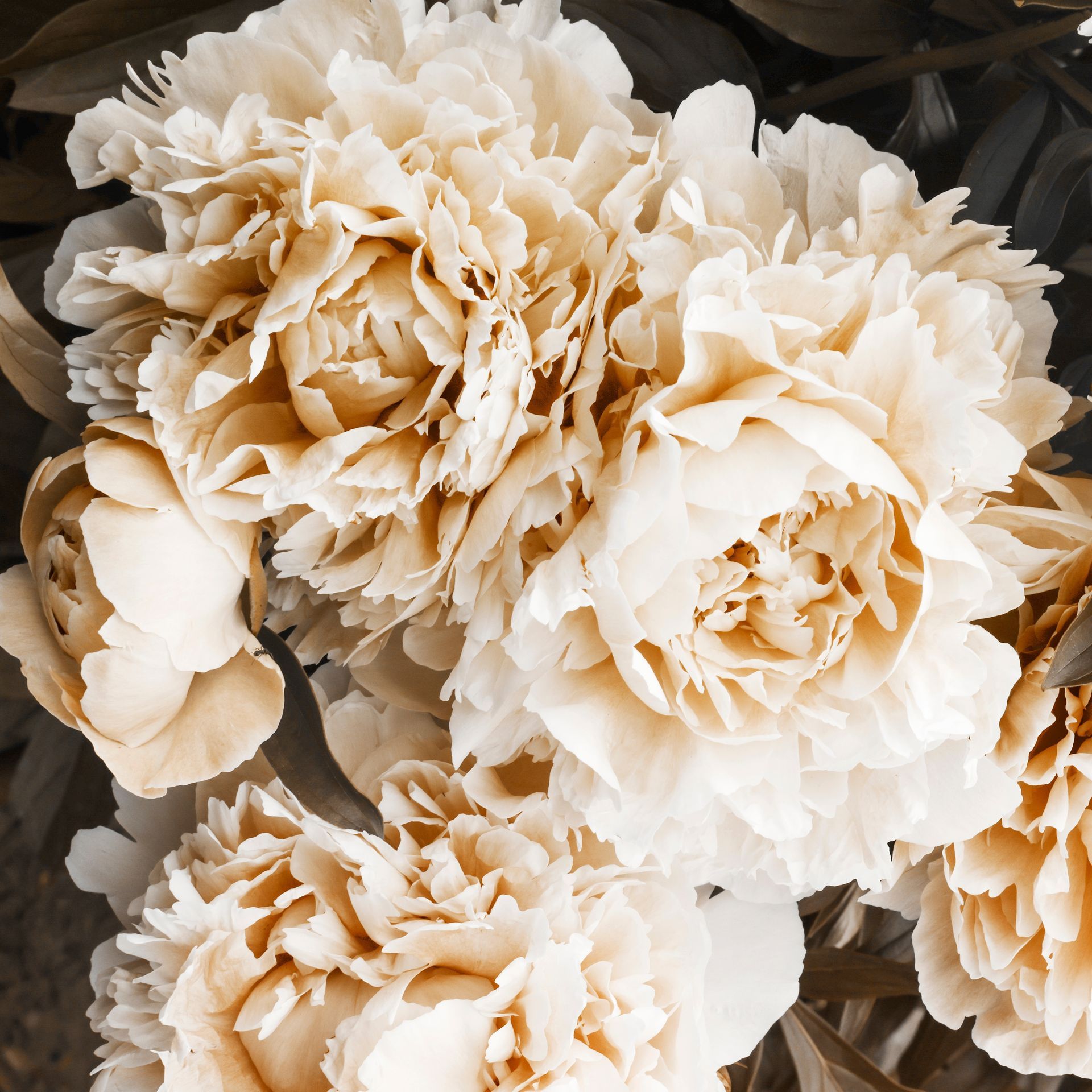Sunflowers in a field bathed in golden sunlight.