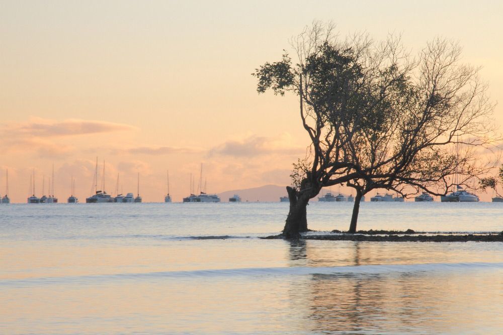 A Tree In The Middle Of A Body Of Water With Boats In The Background — IPOWER Industries In Cannonvale, QLD