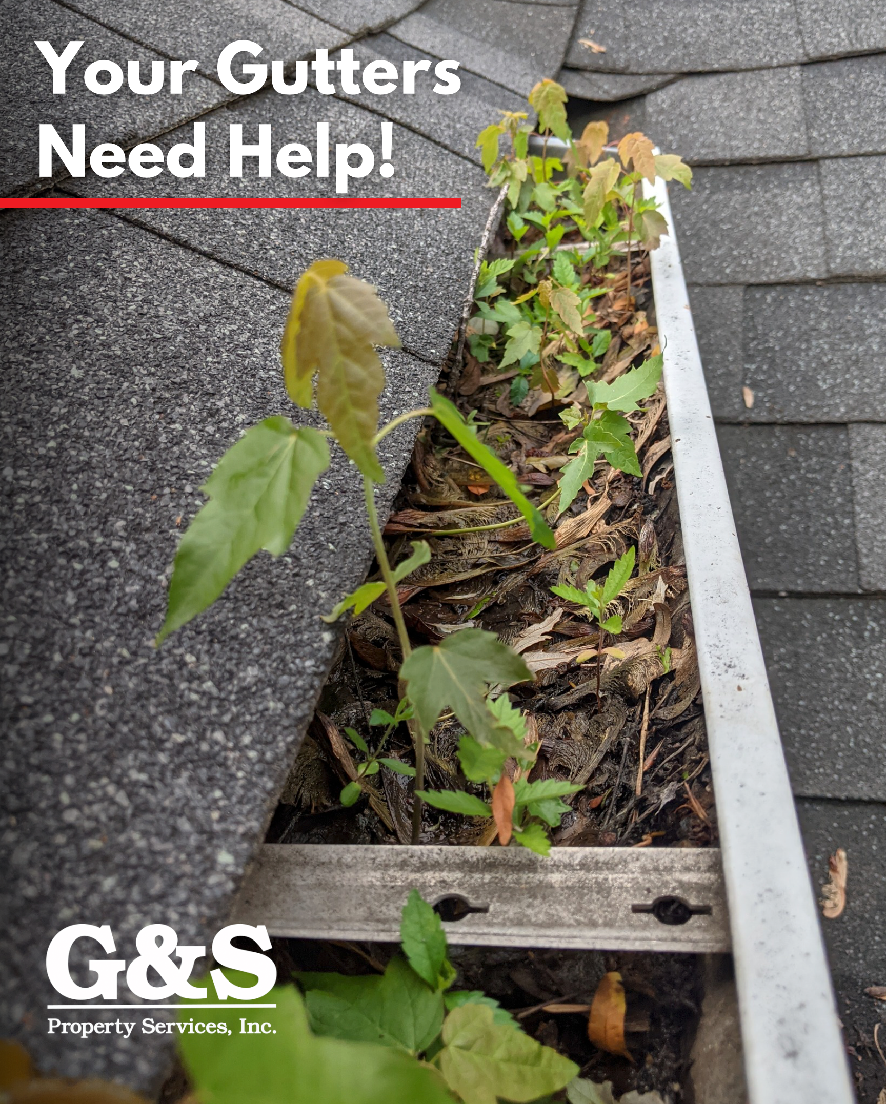 Dirty gutter along a residential roofline. Soil and plants accumulated blocking normal operation.