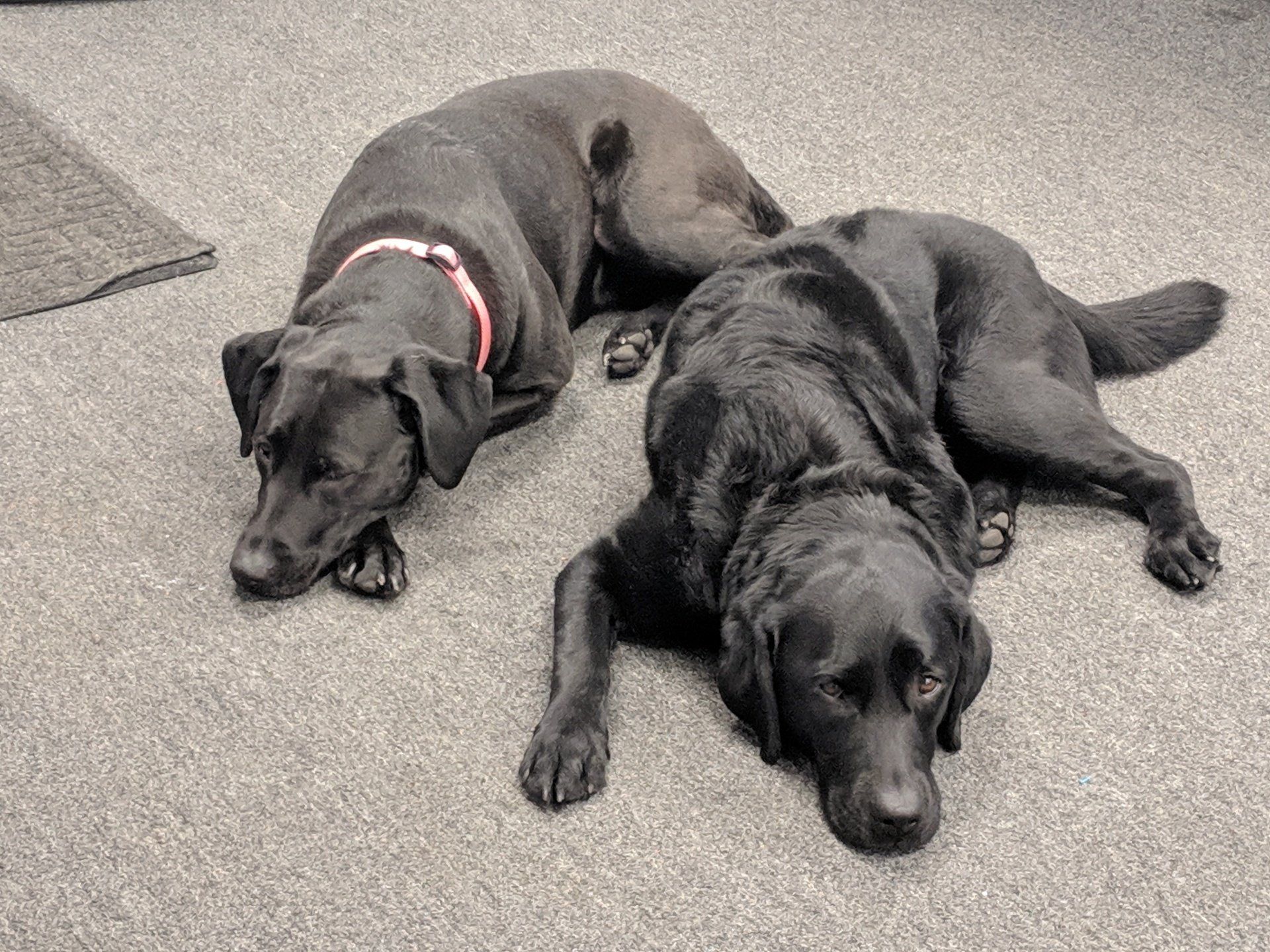 Two black dogs are laying on the floor.
