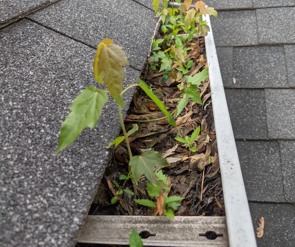 Seeds growing out of gutters, causing damage. 