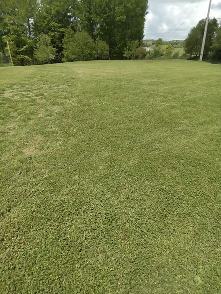 A large lush green field with trees in the background.