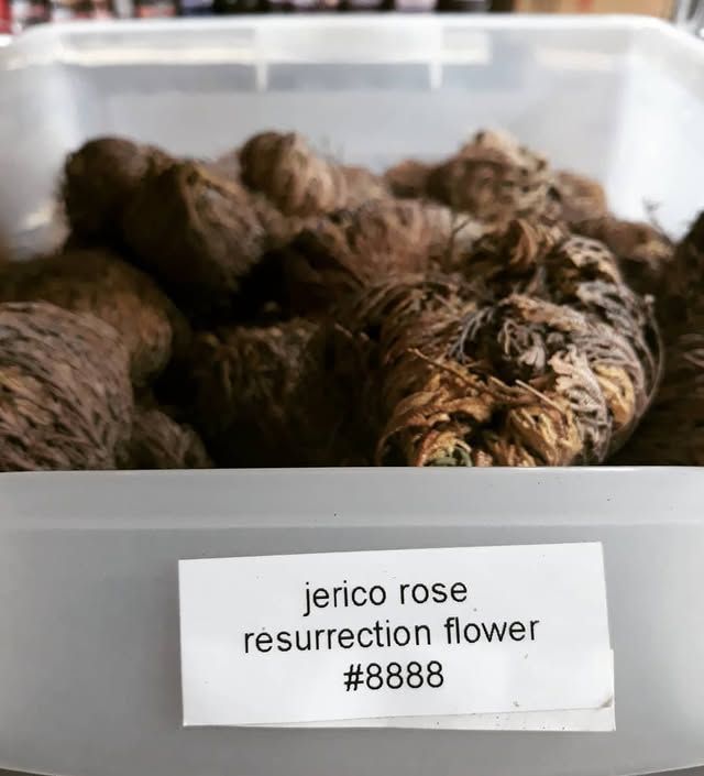 Dried Jericho roses in a clear container labeled