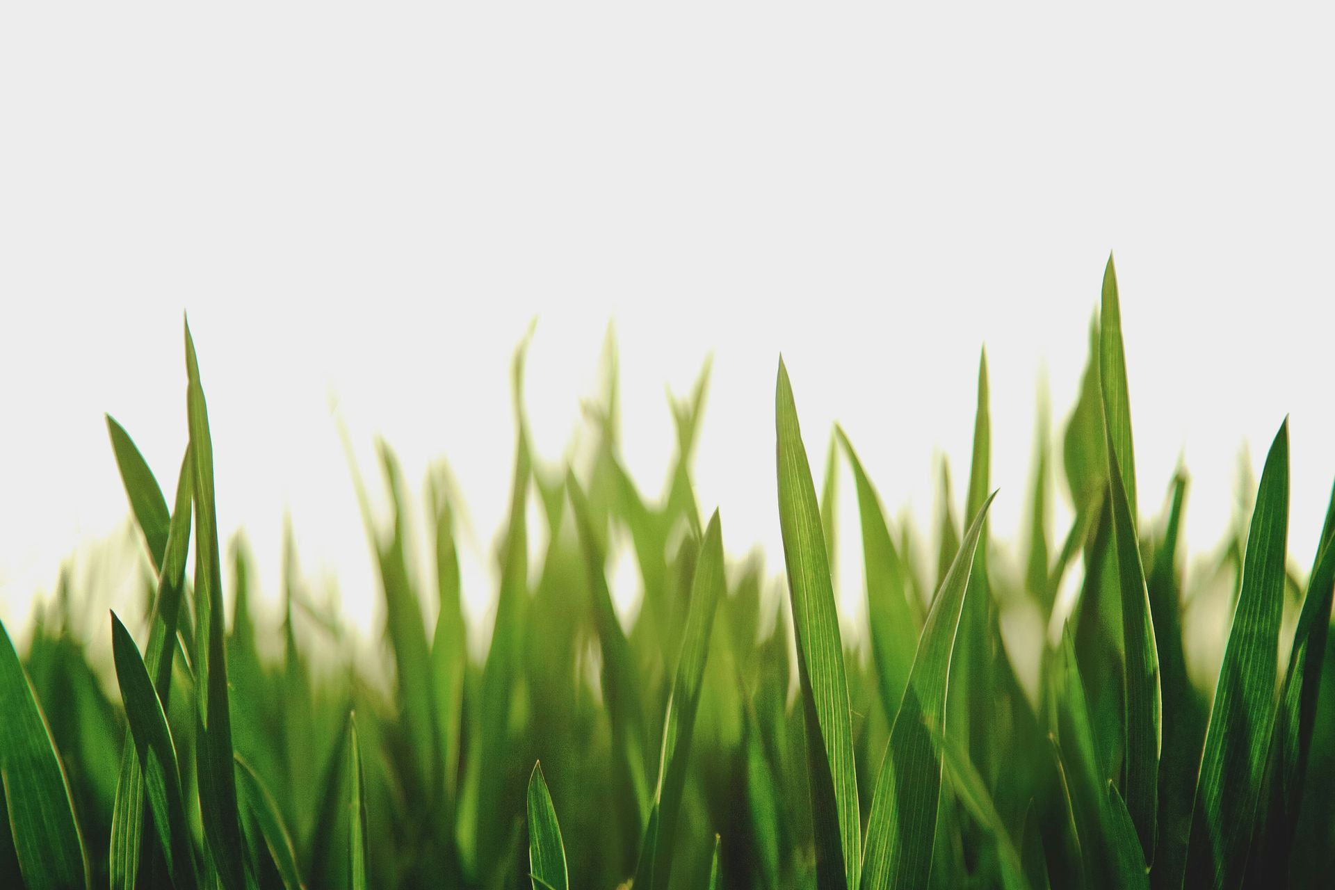 Considerations When Installing Artificial Grass
