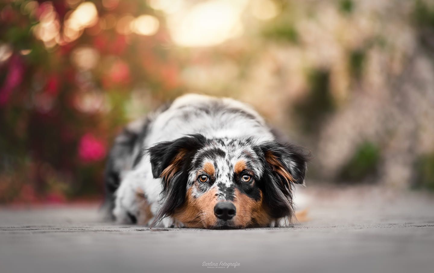 Australian Shepherd