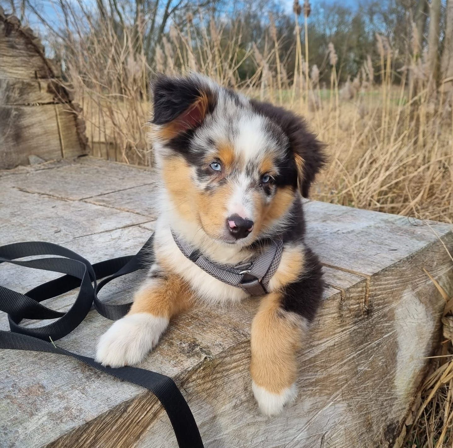 Australian Shepherd Welpe