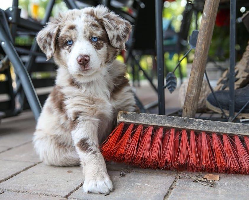 Australian Shepherd Welpe