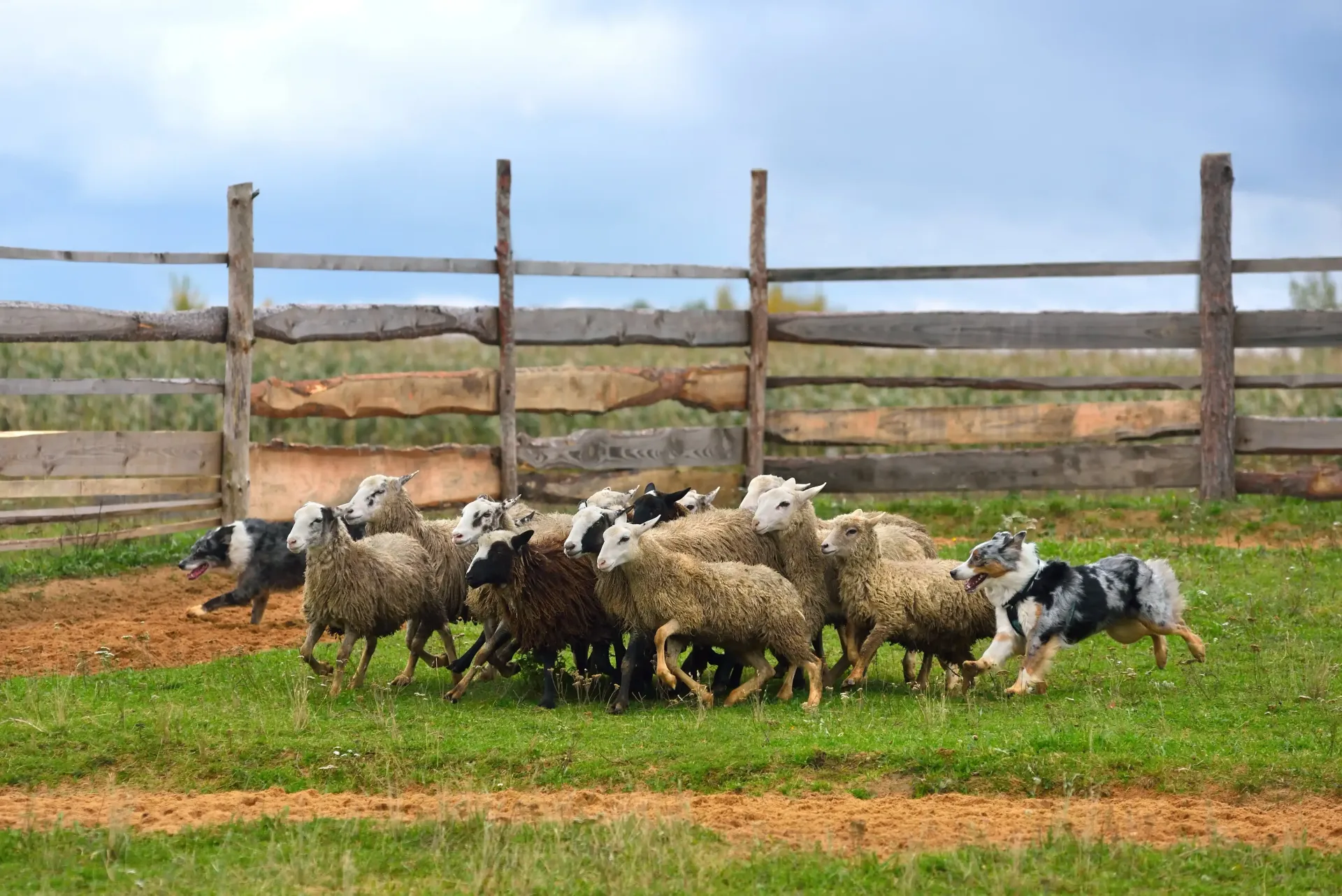 Australian-Shepherde-bei-der-Arbeit