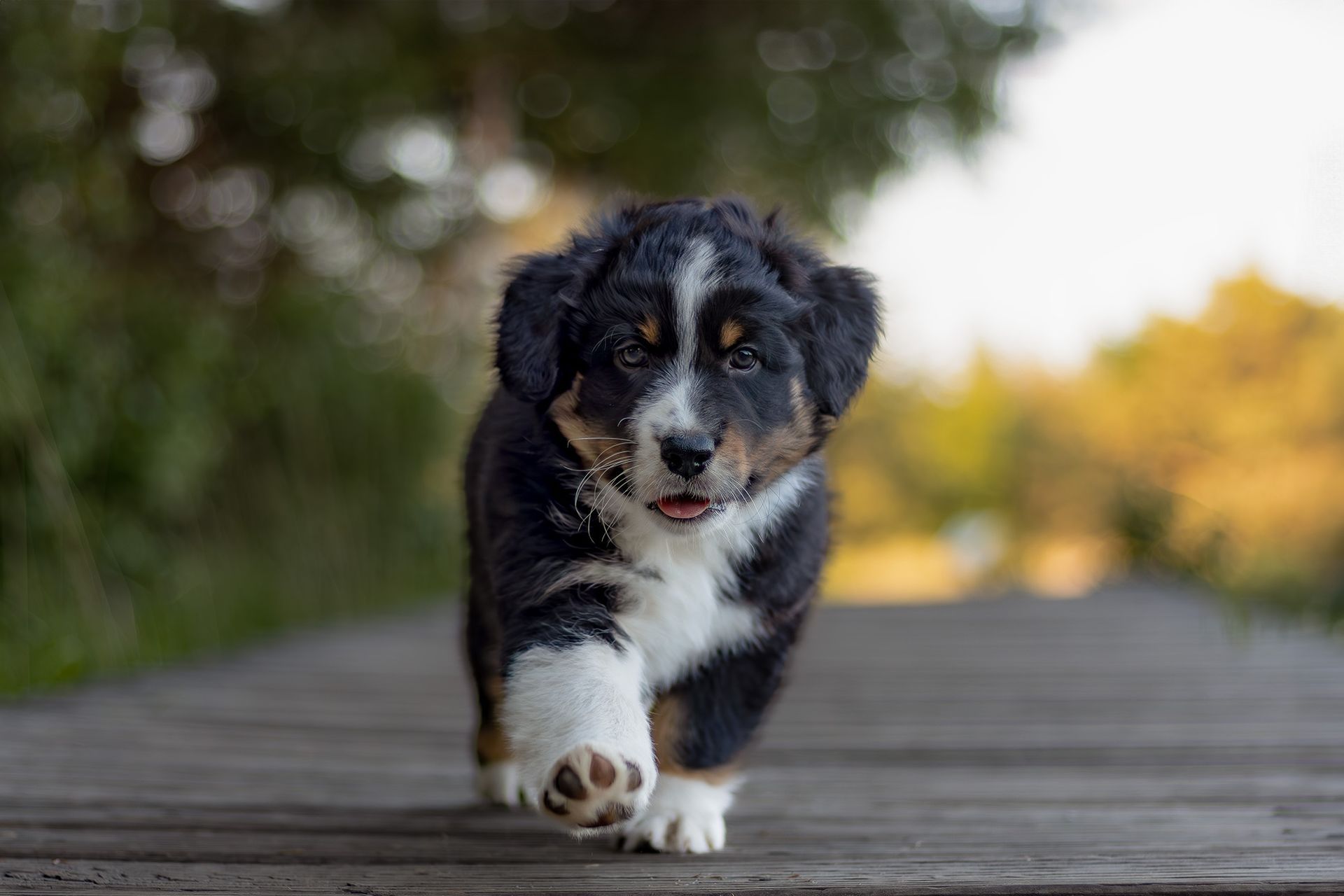 Australian Shepherd