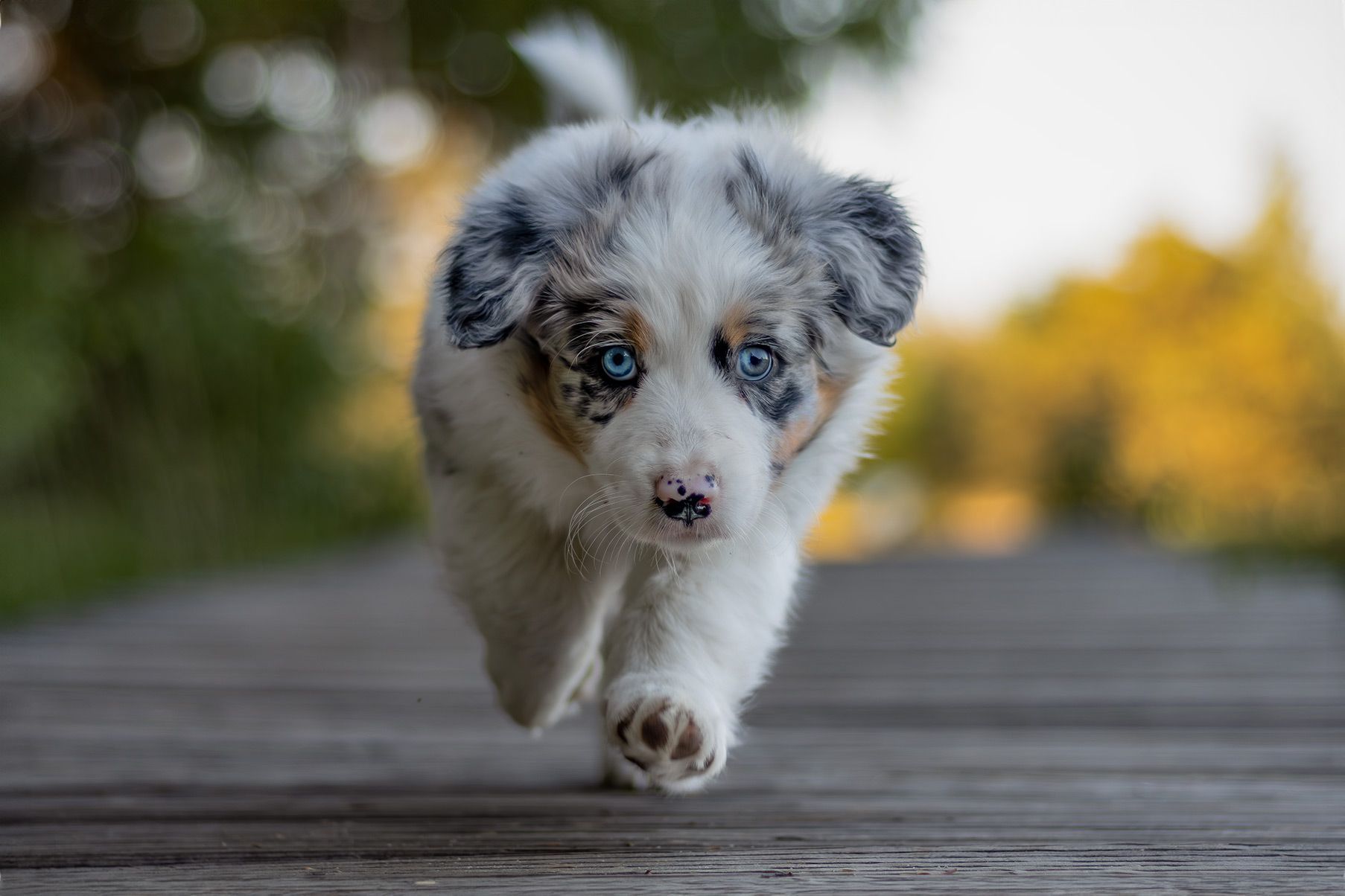 Australian Shepherd Iron sky Aussies