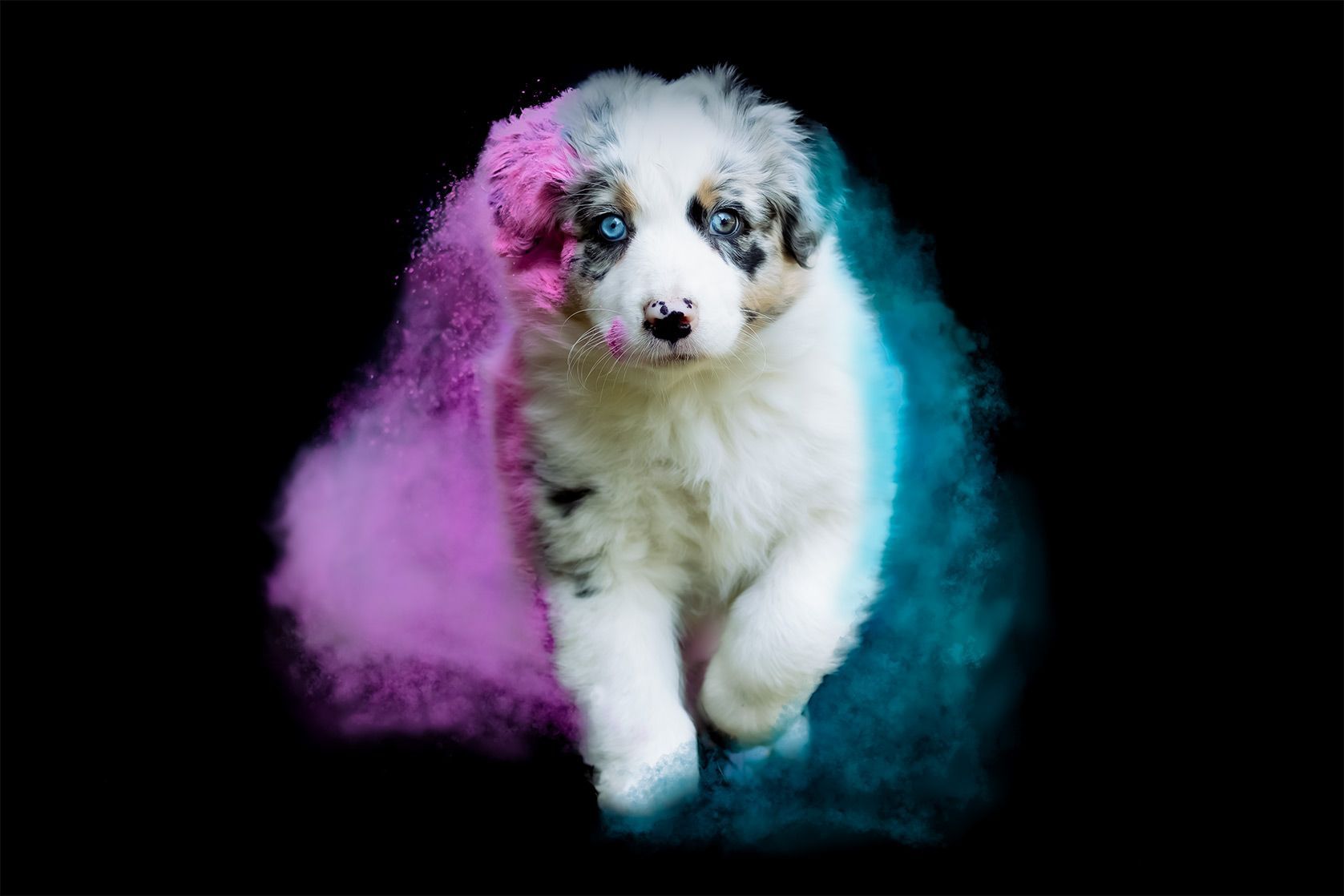 Australian Shepherd Ironsky Aussie