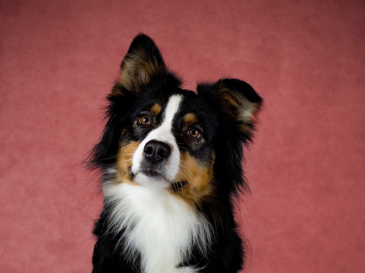 Australian Shepherd - Ironsky Aussies