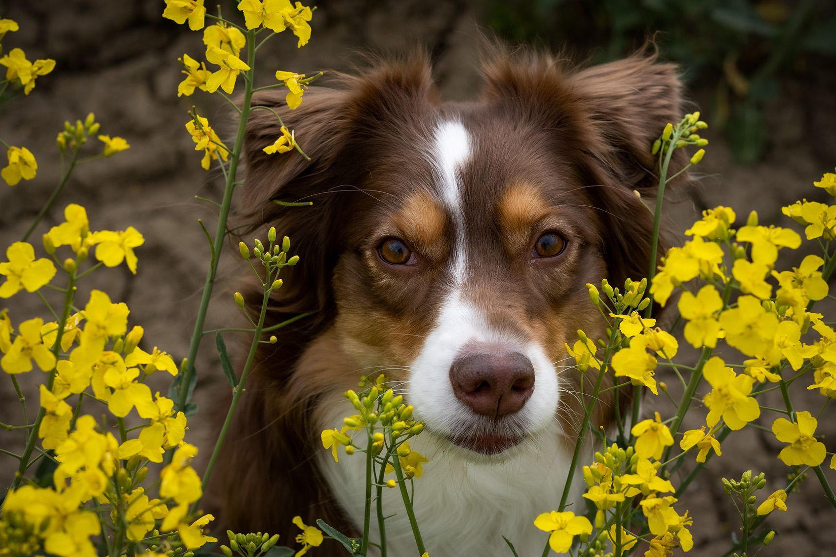 Australian Shepherd