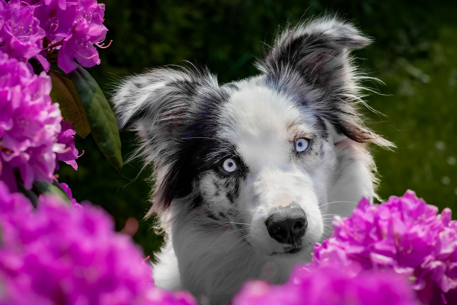 Australian Shepherd - Iron Sky Aussie