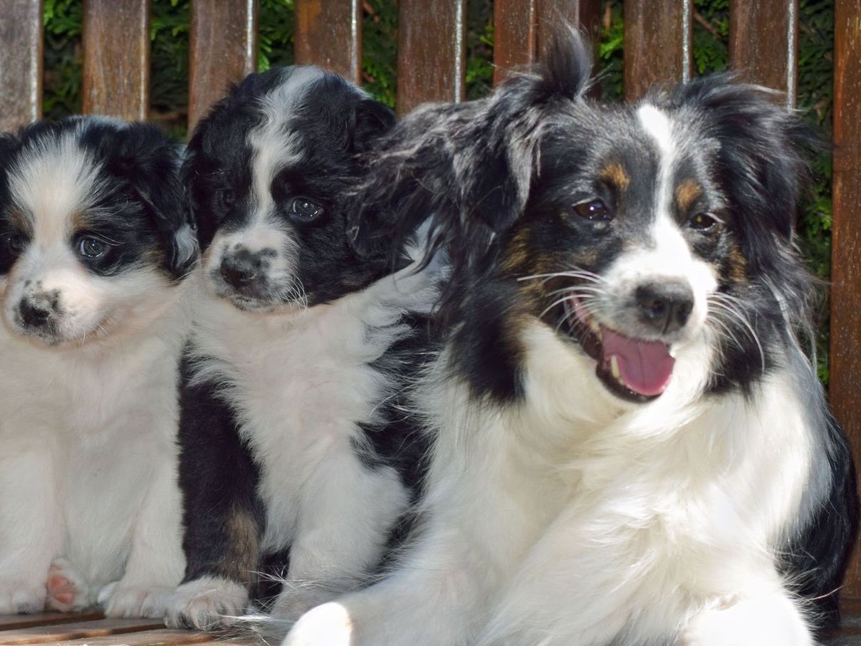 Mini Australian Shepherd