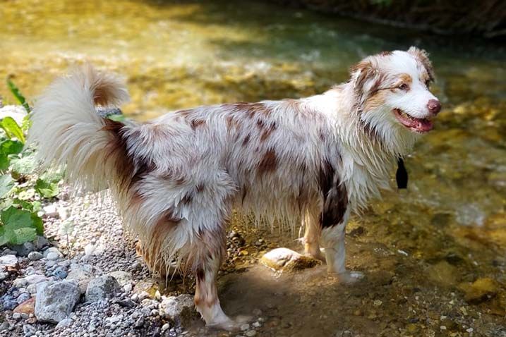 Australian Shepherd - My perfect Aussie