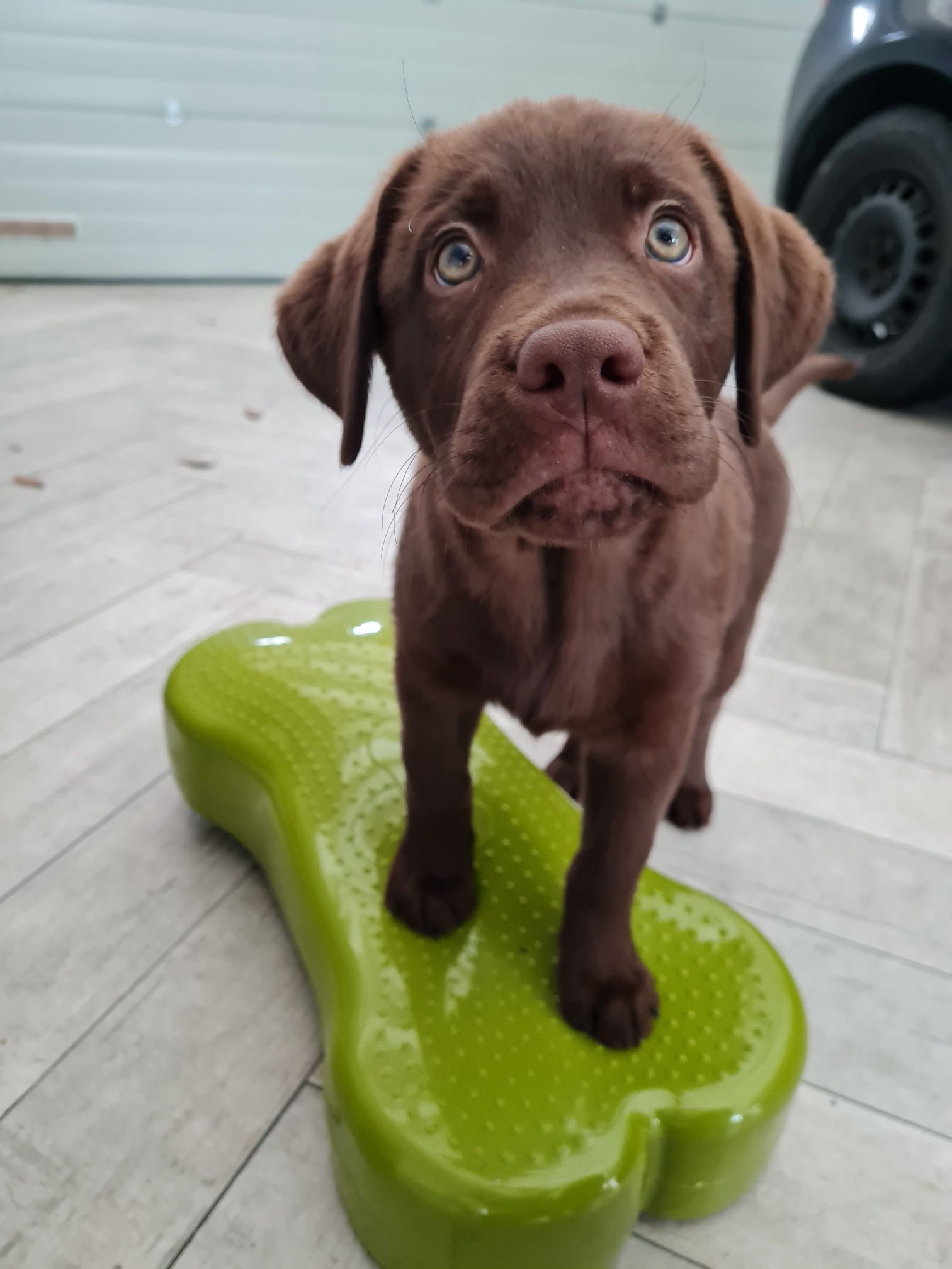 Hundephysiotherapie Bremen
