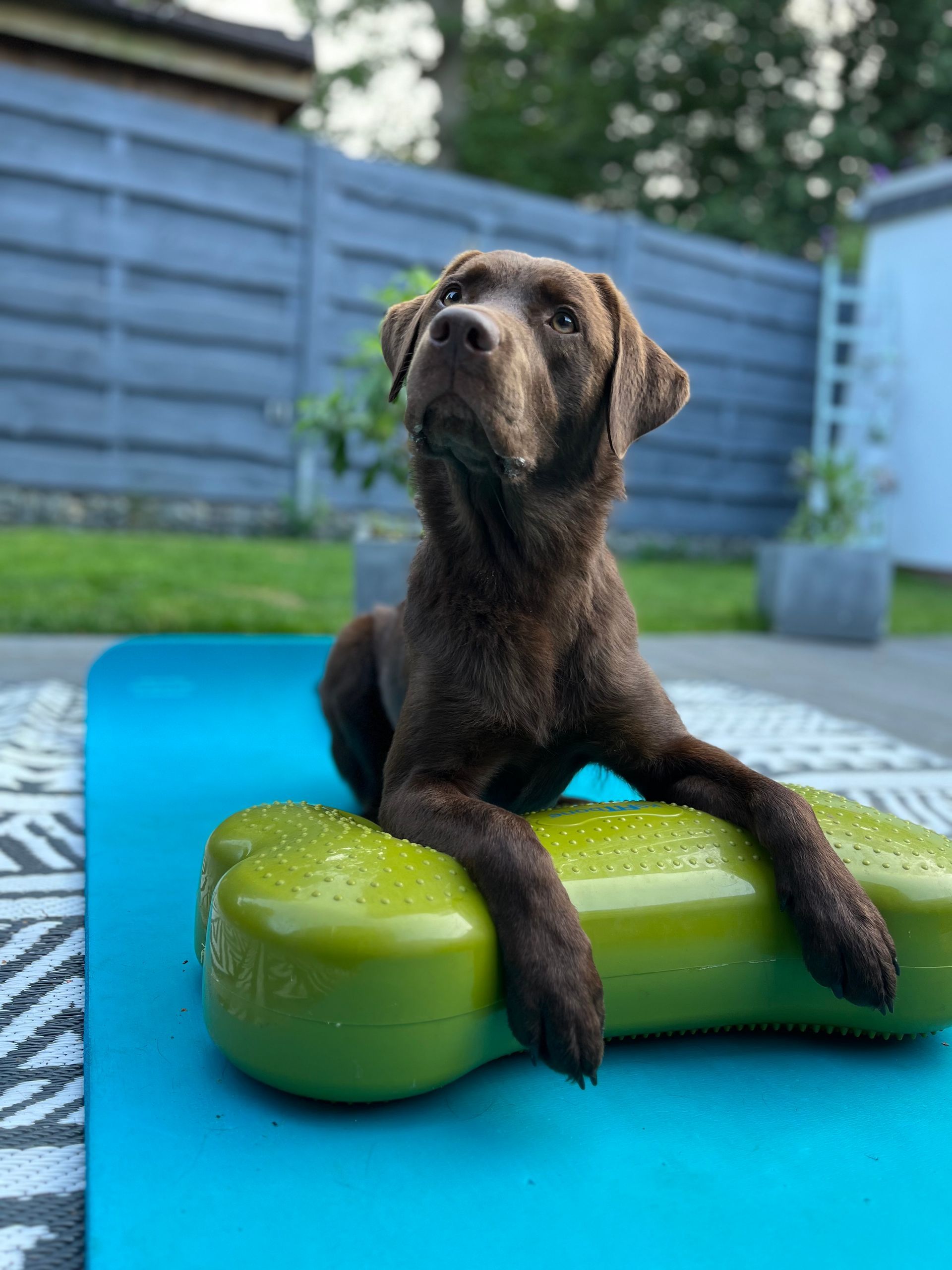 Hundephysiotherapie Achim und Bremen