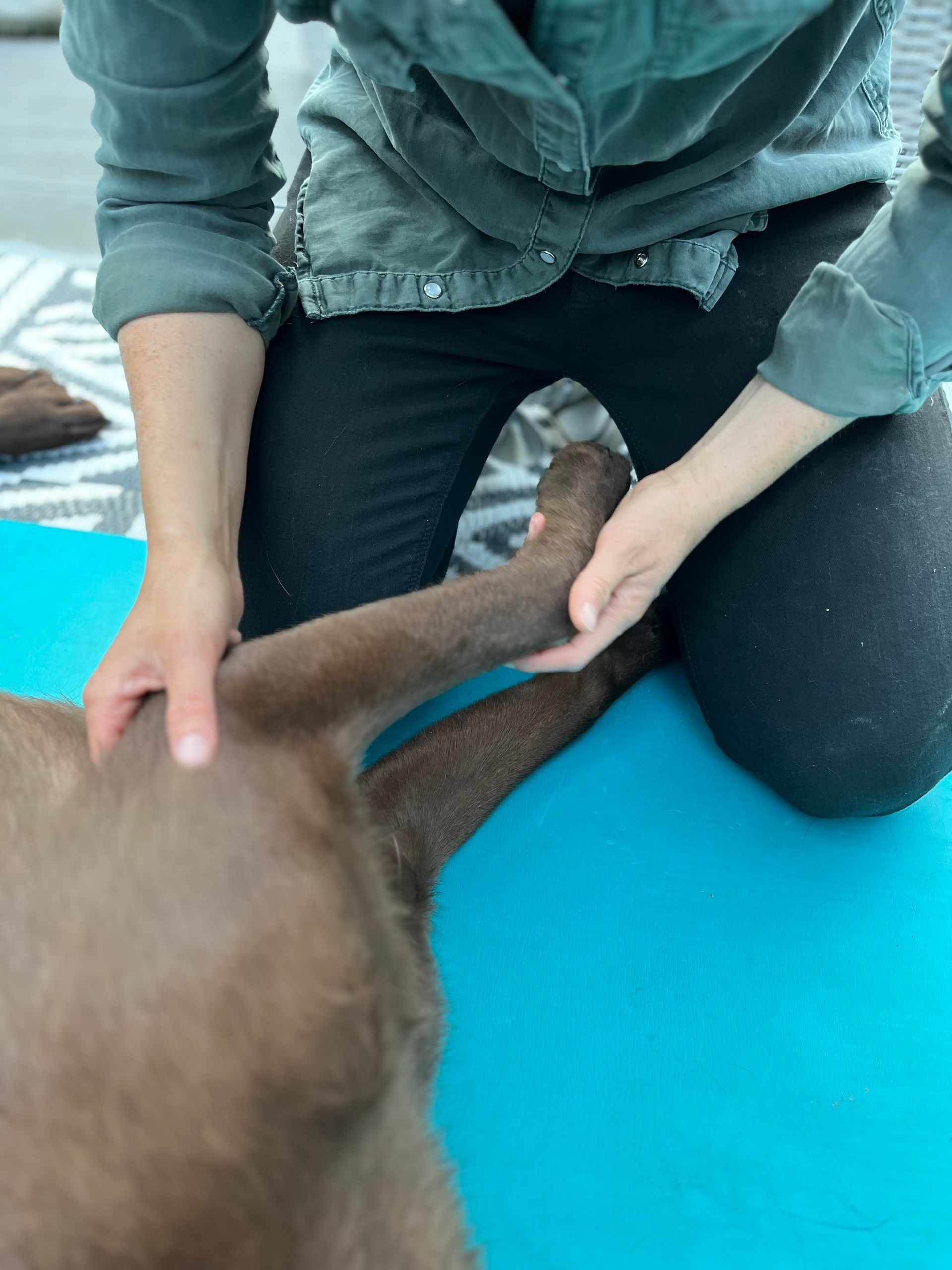 Hundephysiotherapie Achim und Bremen