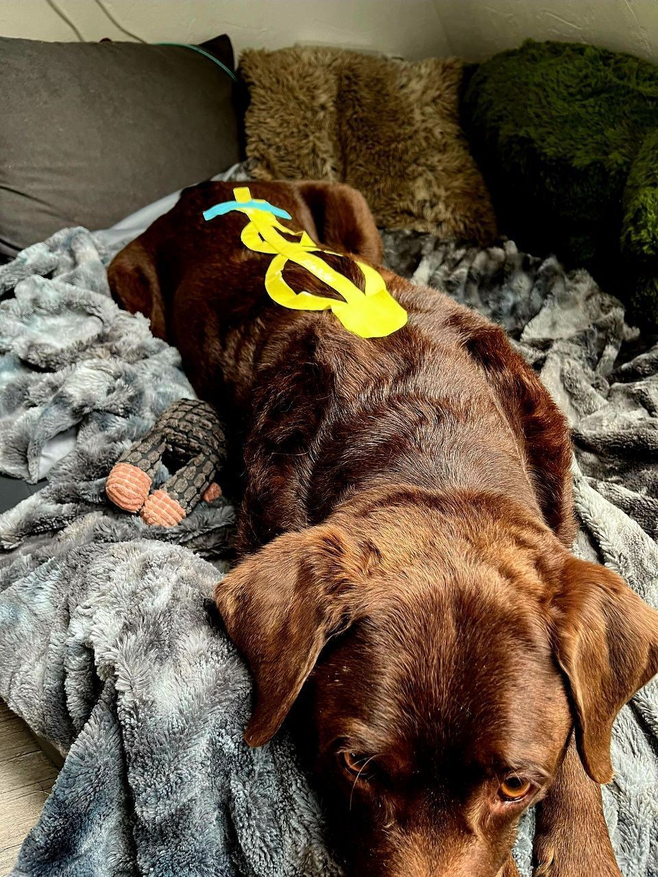 Hundephysiotherapie Achim und Bremen