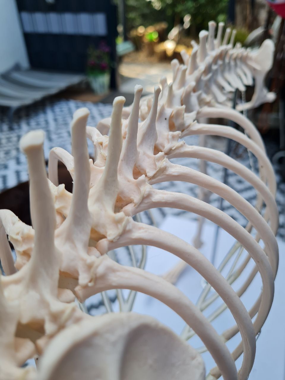 Hundephysiotherapie Achim und Bremen