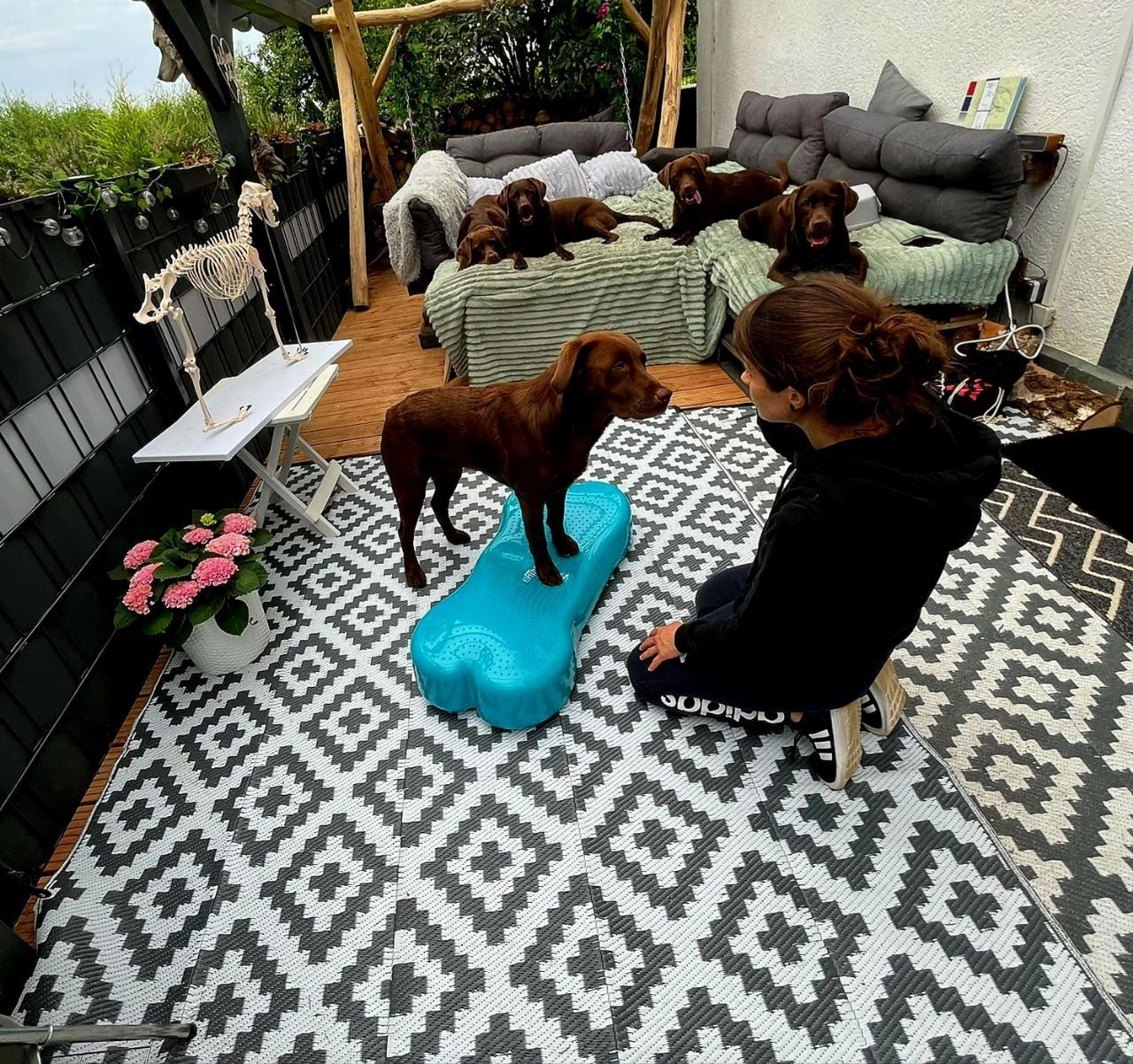 Hundephysiotherapie Achim und Bremen