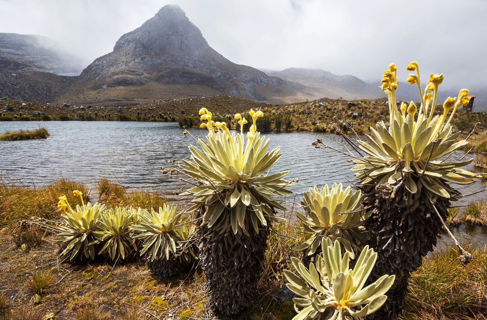 Un grupo de plantas crece junto a un lago con una montaña al fondo.
