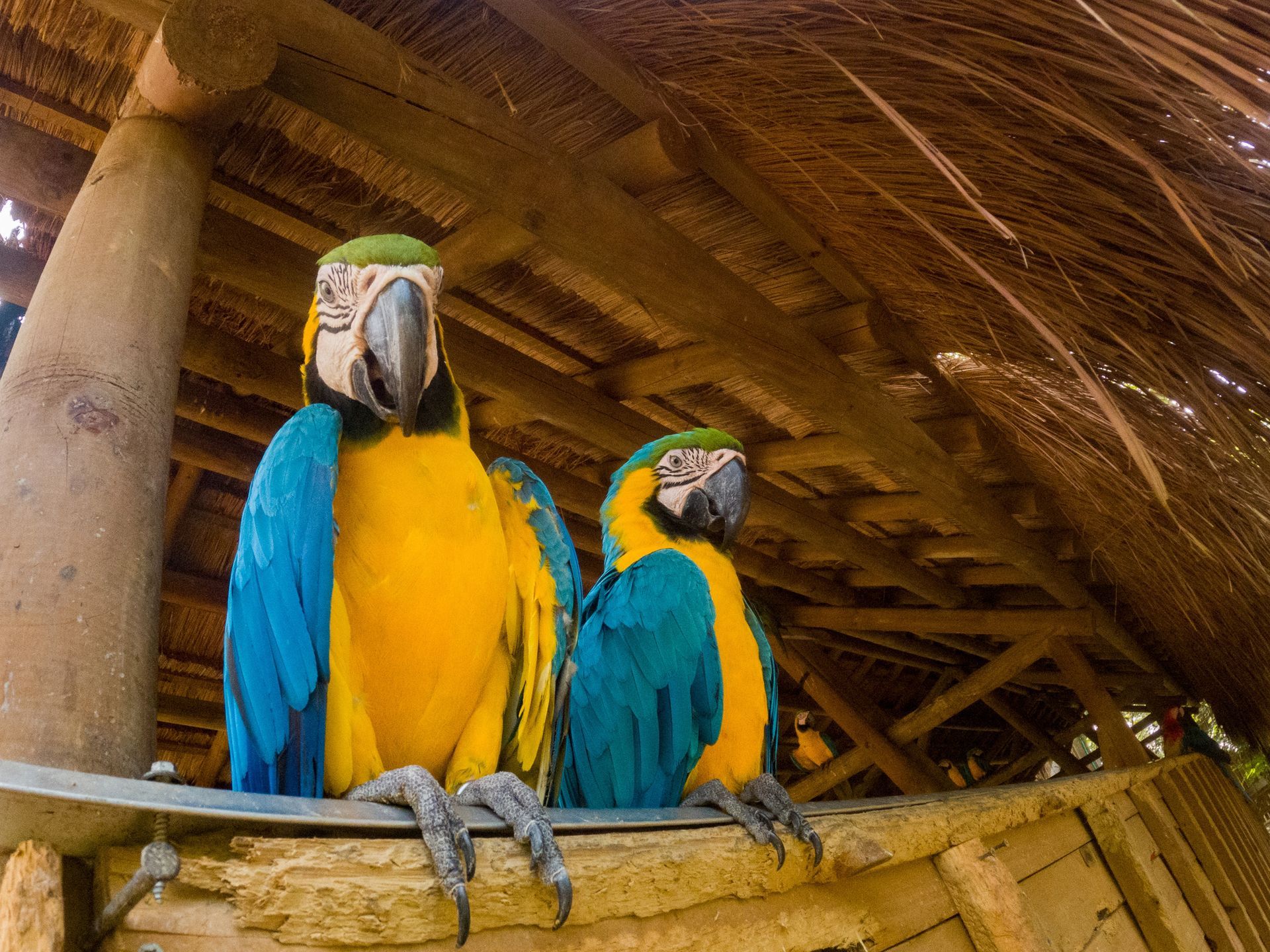 Dos loros coloridos están sentados en una percha de madera bajo un techo de paja.