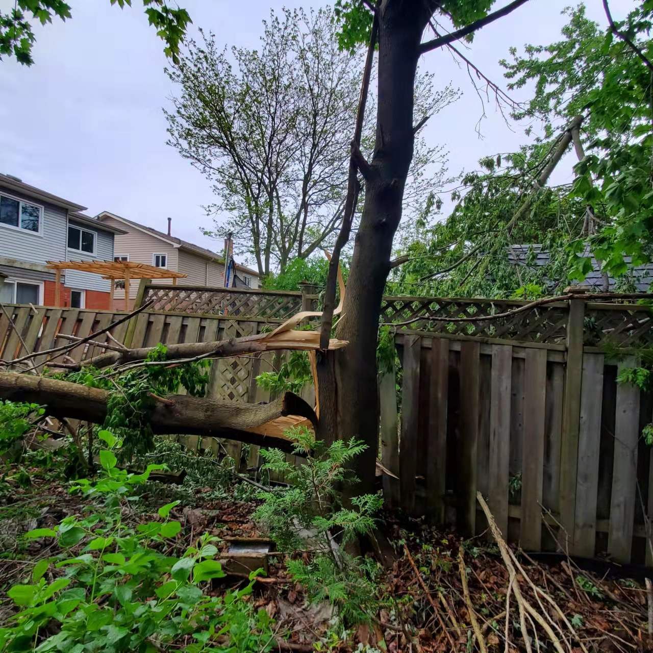 A tree that has fallen on a wooden fence