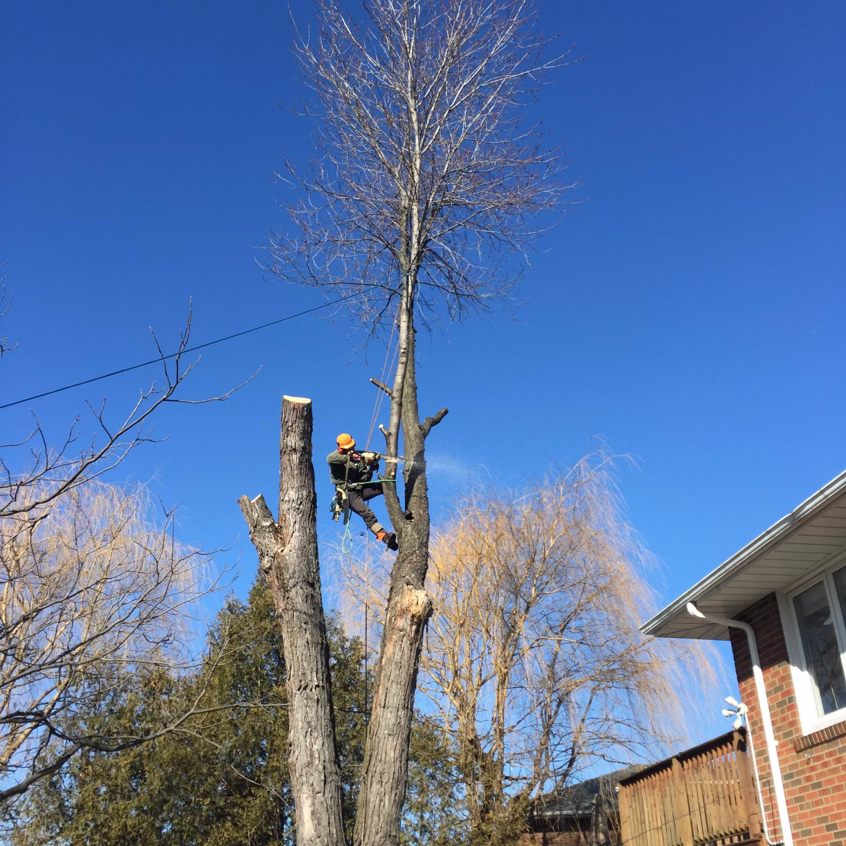 A man is climbing a tree in front of a house.