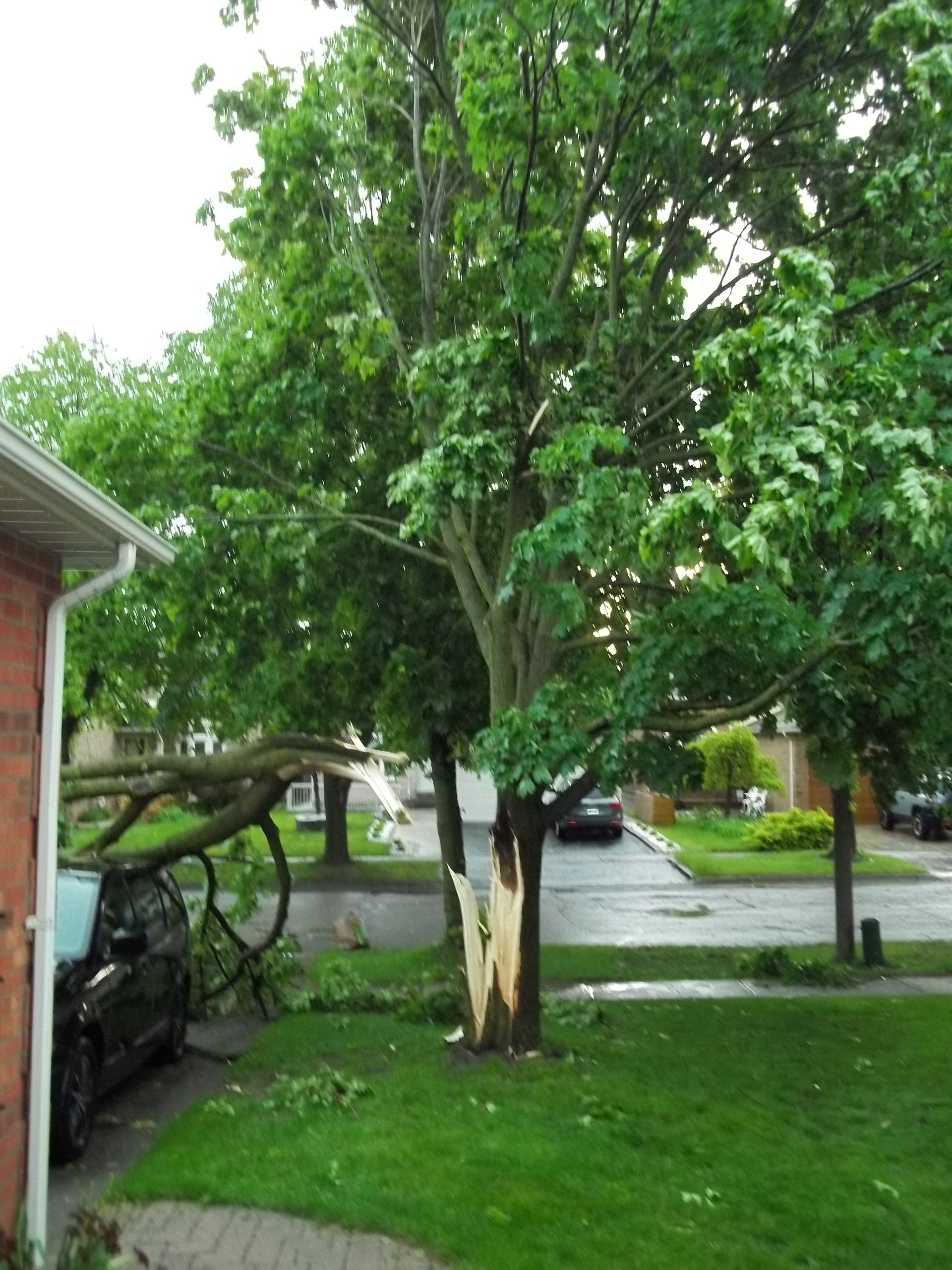 A car is parked in a driveway next to a tree that has fallen