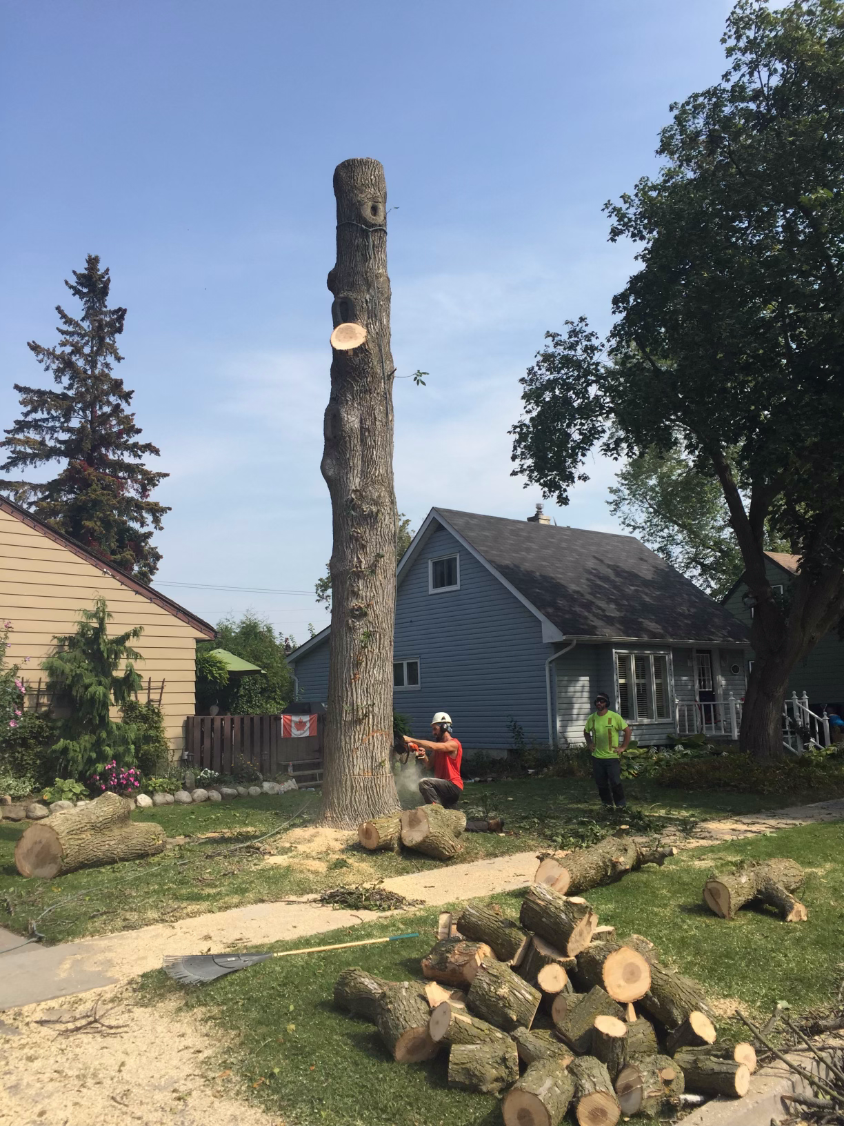 A man is cutting down a tree in front of a house.