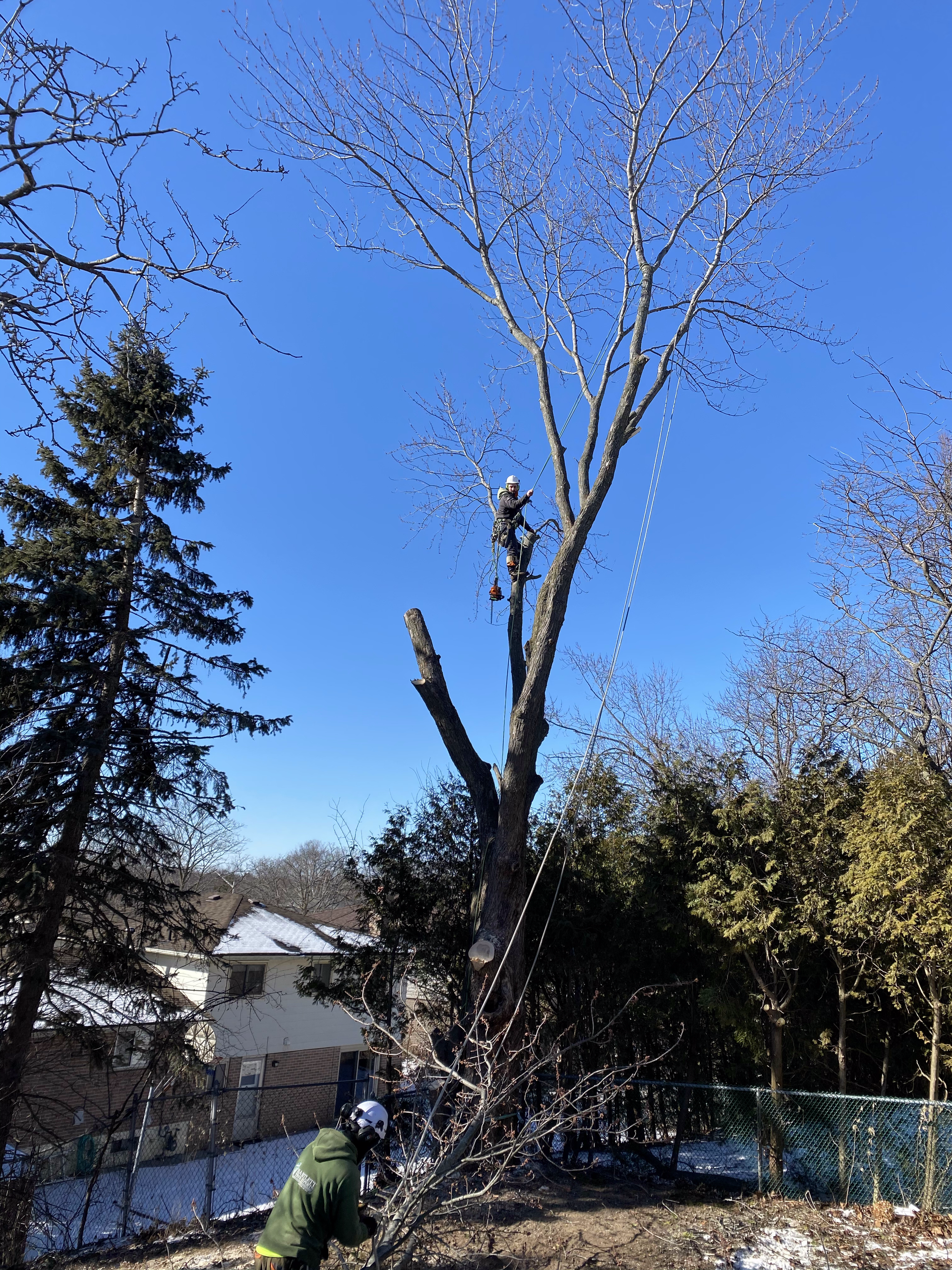 A man is climbing a tree in a backyard.