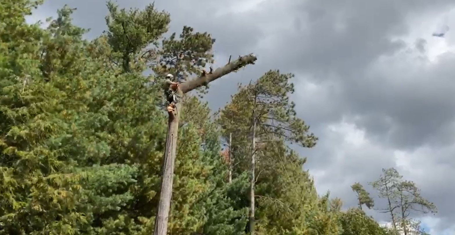A tree is being cut down in the middle of a forest.