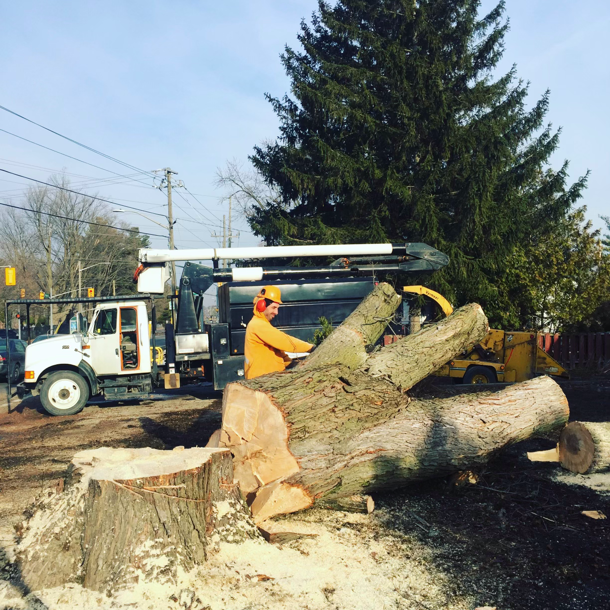 A man is cutting a tree stump with a chainsaw