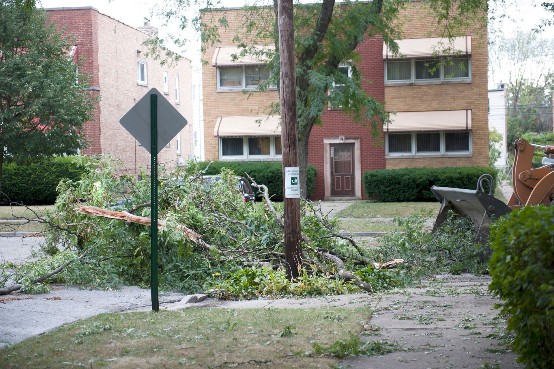 A tree has fallen on the side of the road in front of a building