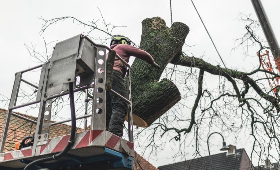A man is cutting down a tree with a crane.