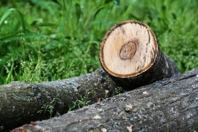 A piece of wood is sitting on top of a pile of logs.