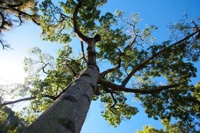 Looking up at a tree with lots of leaves against a blue sky.