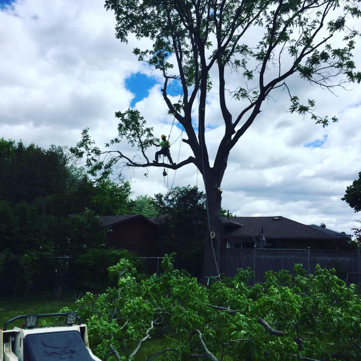 A man is climbing a tree in front of a house