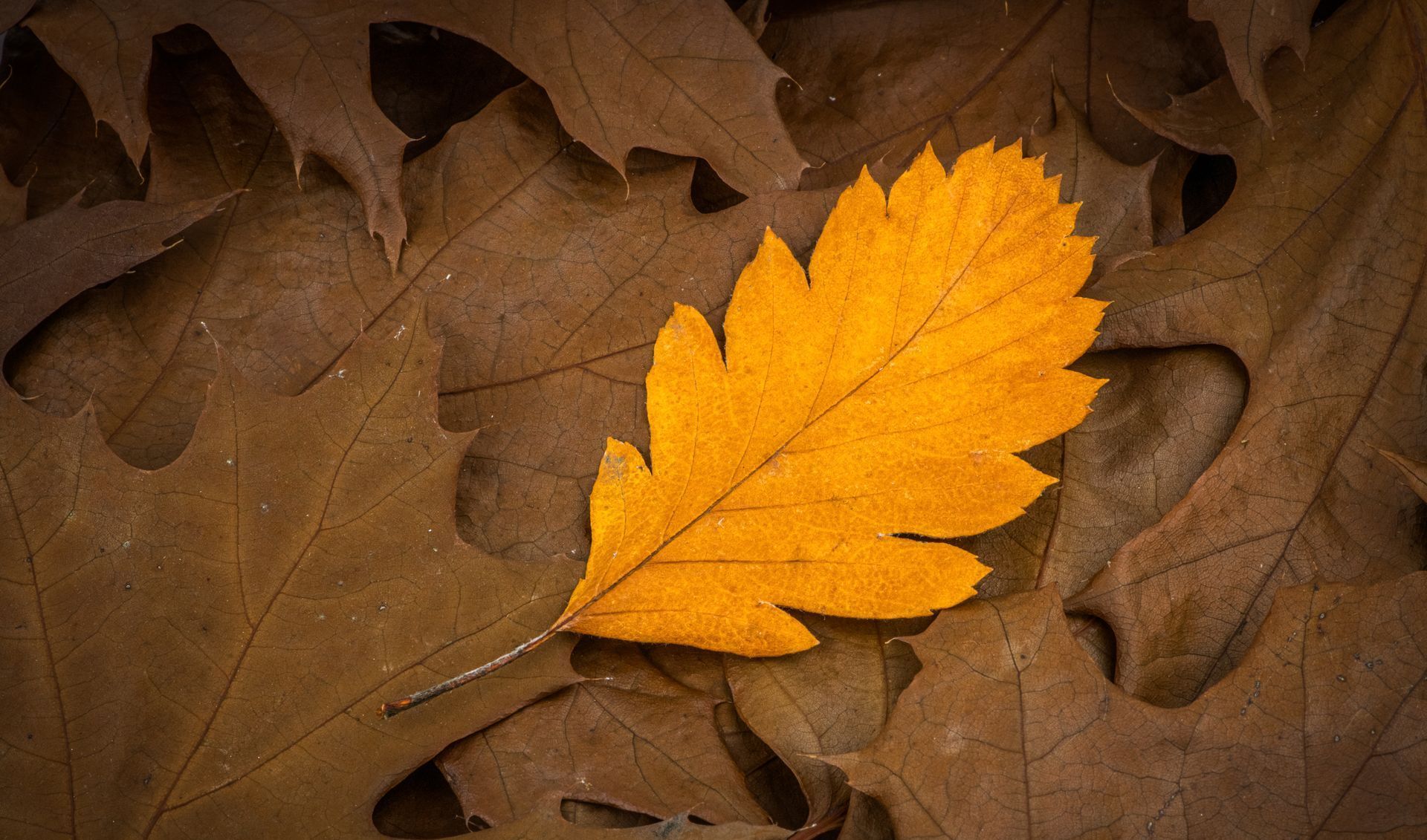 Golden autumn leaf, signifying change.