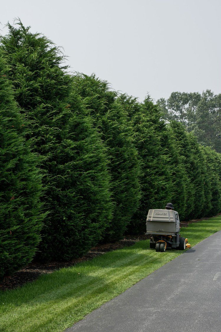 A man is using a lawn mower to cut a lush green lawn.