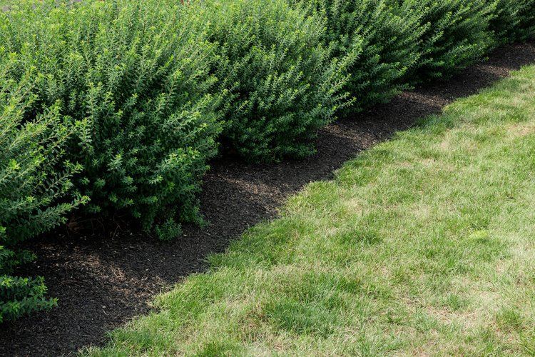 A row of bushes growing next to a lush green lawn.