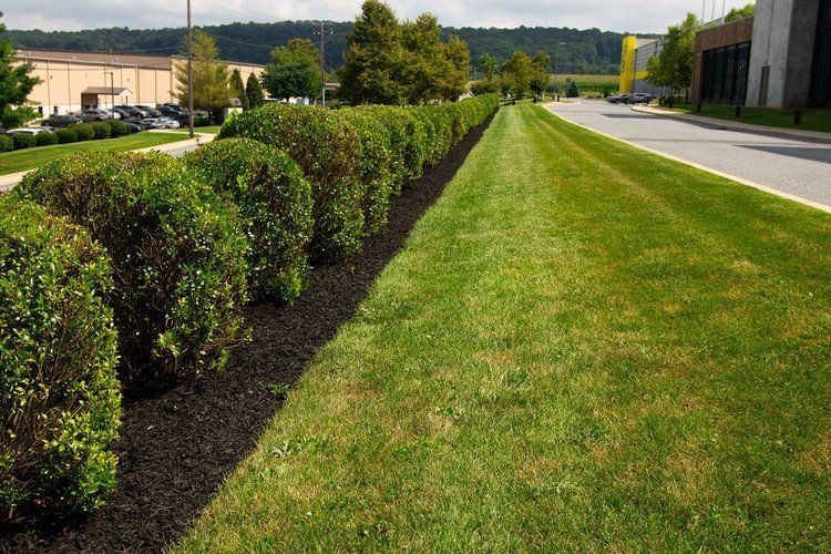 A row of bushes along the side of a road