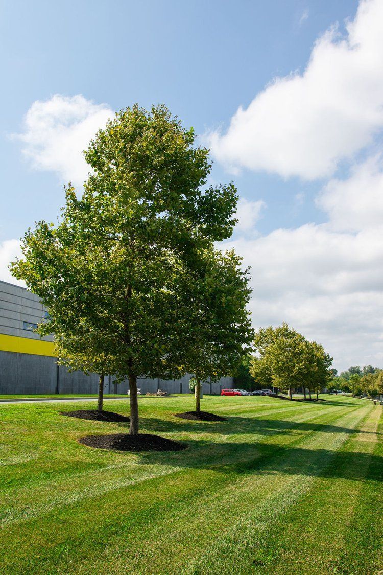 A row of trees in a grassy area in front of a building.