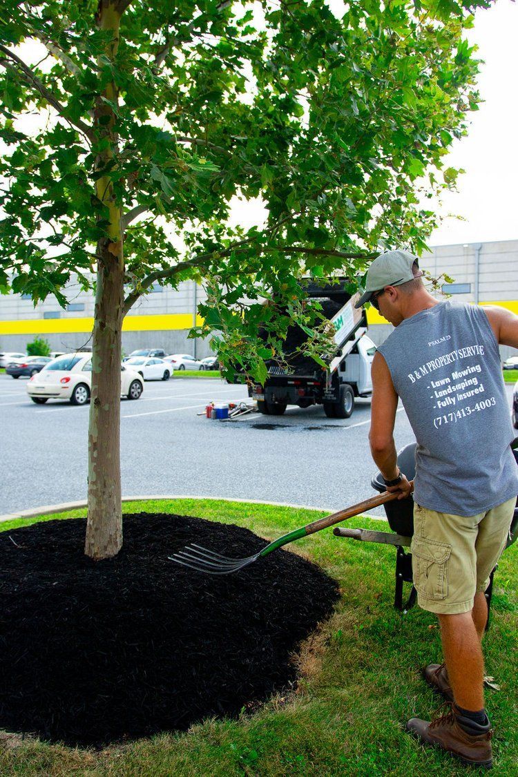 A man is raking mulch around a tree in a parking lot.